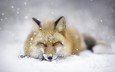 снег, зима, животные, сон, лиса, лисица