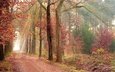 дорога, природа, лес, листва, осень, аллея