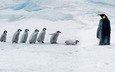 птицы, пингвин, антарктида, пингвины, антарктика, птенцы, императорский пингвин, сноу-хилл-айленд
