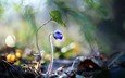 цветы, растения, синие цветы, raimondas kairys