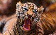 тигр, животные, тигренок, дикие кошки, язык