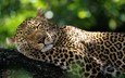 животные, леопард, дикие кошки, спящий леопард
