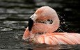 вода, фламинго, птица, клюв, перья, шея, розовый фламинго