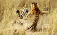 тигр, животные, борьба, драка, тигры, бой тигров