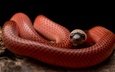 змея, рептилия, пресмыкающееся, black-collared snake, drepanoides anomalus
