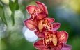 цветы, экзотика, тропики, орхидея