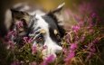 цветы, взгляд, собака, друг, австралийская овчарка, ghanima, dackelpuppy