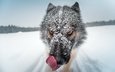 глаза, снег, природа, зима, животное, язык, нос, мех, волк, крупным планом