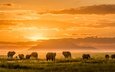 свет, горы, африка, слоны