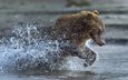 вода, медведь, брызги, бег