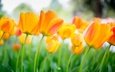 цветы, бутоны, весна, тюльпаны, оранжевые