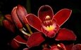бутоны, макро, цветок, лепестки, черный фон, орхидея