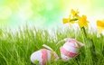 трава, весна, праздники, пасха, яйца, нарциссы, размытие, глазунья, декор, весенние, зеленые пасхальные, красочная