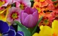 цветы, весна, тюльпан,  цветы, примула, весенние, фиолетовый тюльпан