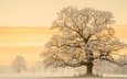 свет, снег, природа, дерево, зима, утро, фотограф, дымка, германия, дуб, lars van de goor