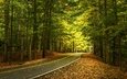 дорога, деревья, лес, листья, осень, letchworth state park, штат нью-йорк, state of new york, государственный парк летчворт