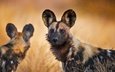 юар, национальный парк крюгера, гиена, гиеновая собака, гиеновидная собака