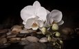 вода, камни, цветок, белая, орхидея