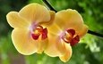 макро, цветок, жёлтая, орхидея