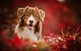 природа, листья, осень, собака, животное, друг, пес, австралийская овчарка