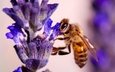 природа, насекомое, цветок, растение, пчела