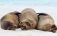 природа, тюлень, морской лев, тюлени, zalophus wollebaeki, galápagos sea lions, морские львы