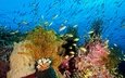 вода, природа, море, рыбы, океан, под водой, кораллы, водоросли, подводный мир