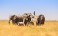 природа, африка, слоны
