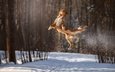 снег, зима, полет, собака, прыжок, в воздухе, боке