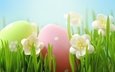 цветы, трава, пасха,  цветы, глазунья, весенние, зеленые пасхальные, довольная, яйца крашеные