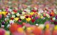 цветы, разноцветные, весна, тюльпаны, боке