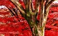 природа, дерево, цветение, листья, ствол, akira, 1212