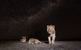 ночь, природа, африка, львы, лев, замбия, african wildlife, lions at night