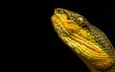 змея, черный фон, рептилия, гадюка, пресмыкающееся, bamboo pit viper, trimeresurus gramineus