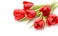цветы, красные, букет, тюльпаны, романтик, краcный, красива, тульпаны,  цветы, парное, пинк