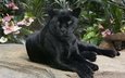 взгляд, хищник, ягуар, пантера, черная, дикая кошка
