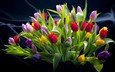 цветы, листья, фон, разноцветные, букет, тюльпаны