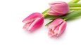 цветы, букет, тюльпаны, розовые, красива, тульпаны,  цветы, парное, пинк