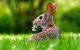 трава, цветок, кролик, уши, заяц