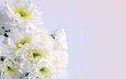 цветы, букет, белые, хризантемы, белые цветы