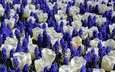 цветы, тюльпаны, белые, синие, мускари, мышиный гиацинт