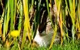 трава, кот, кошка, осень, луг, растение, завод, осен, hidden