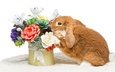 цветы, кролик, пасха,  цветы, глазунья, декорация, весенние, зеленые пасхальные, довольная, зайка