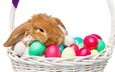 корзина, кролик, пасха, глазунья, декорация, весенние, зеленые пасхальные, довольная, зайка, яйца крашеные