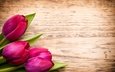 цветы, букет, тюльпаны, розовые, дерева, тульпаны,  цветы, парное, пинк