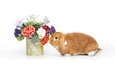 цветы, корзина, кролик, пасха,  цветы, глазунья, декорация, весенние, зеленые пасхальные, довольная, зайка