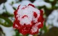 снег, зима, цветок, роза, красная, красная роза