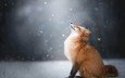 снег, снежинки, лиса, лисица, животное