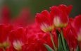 цветы, макро, красные, тюльпаны