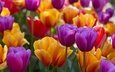 цветы, бутоны, разноцветные, тюльпаны